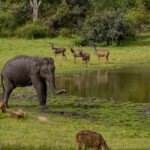 South India Luxury Wildlife & Heritage Tour Bangalore Mysore Kabini Bandipur & Ooty thumbnail