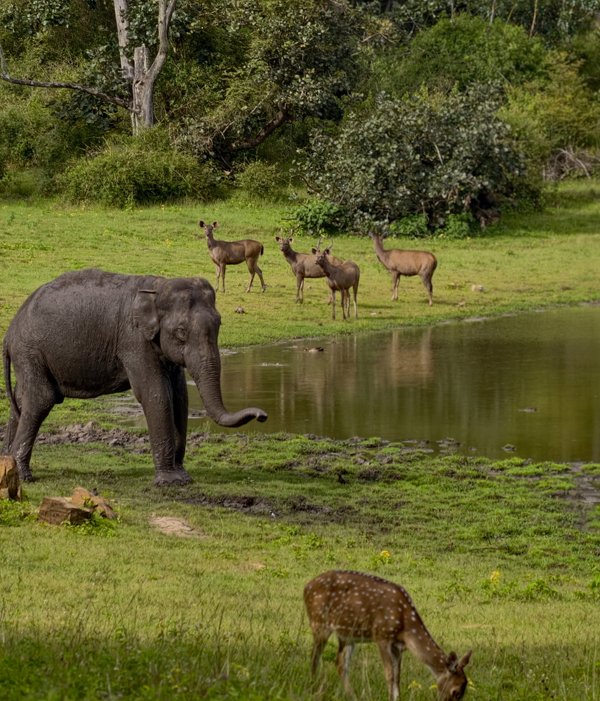Bandipur