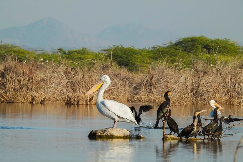 Rajasthan Leopards Lakes & Hidden Royals Jaipur Chhatrasagar Jawai Udaipur