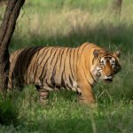 Rajasthan Luxury Wildlife Jaipur Ranthambore Bharatpur & Sariska thumbnail