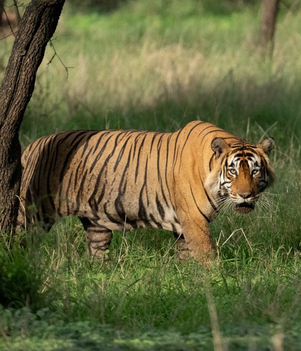 Sariska