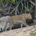 Rajasthan Heritage & Leopard Safari Jaipur Udaipur Jawai & Jodhpur thumbnail