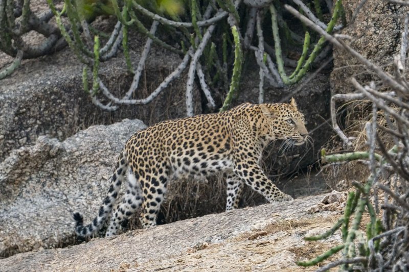 Rajasthan Heritage & Leopard Safari Jaipur Udaipur Jawai & Jodhpur