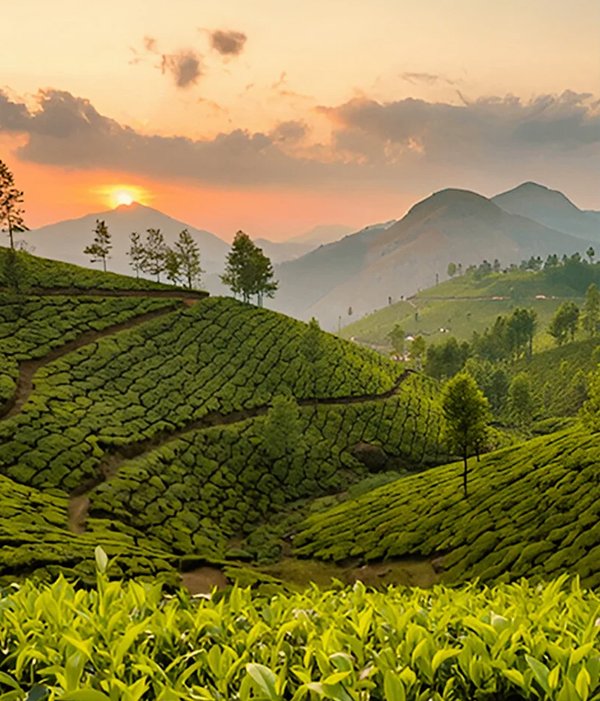 South India Luxury Escape Chennai to Kochi via Madurai & Munnar